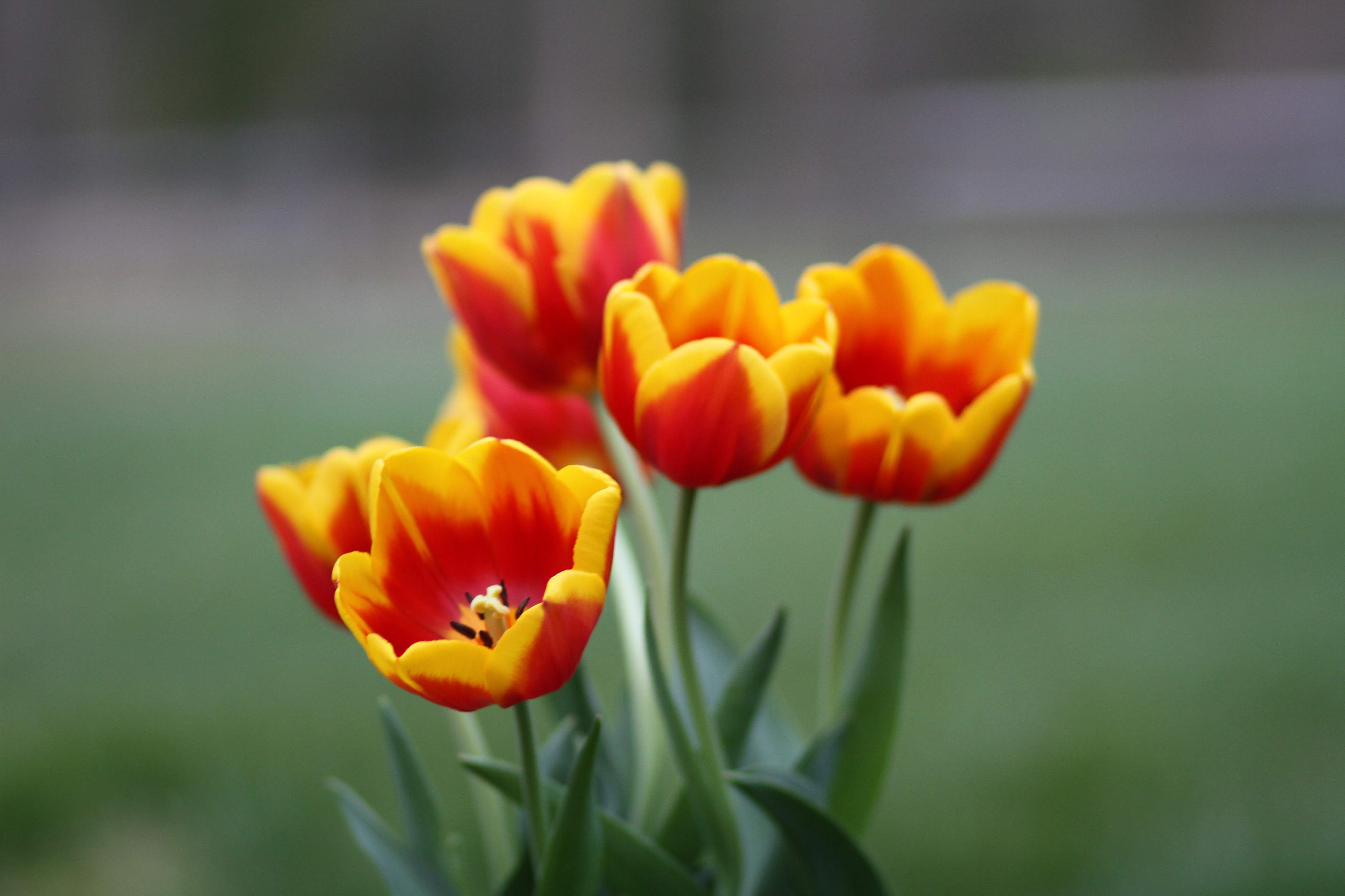 Tulips